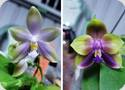 P. Ching Ann Purple Jewel x Mituo Princes